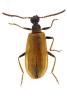 Lagria rugosula